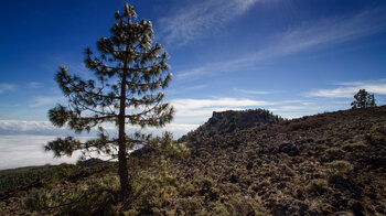 alleinstehende Kanarische Kiefer mit dem Pico Nambroque im Hintergrund