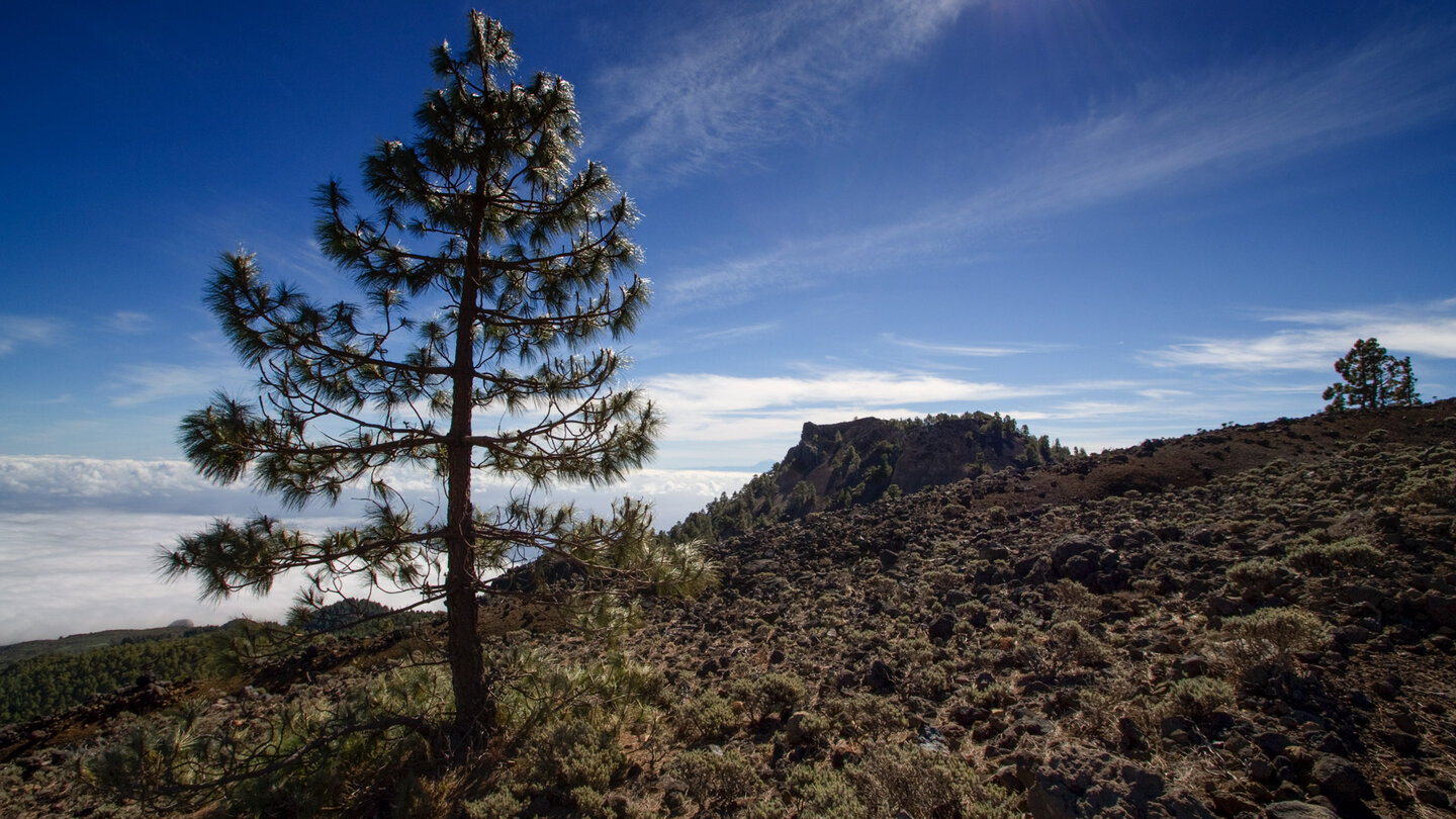 alleinstehende Kanarische Kiefer mit dem Pico Nambroque im Hintergrund