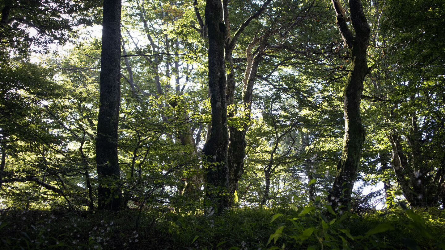 zum Schauinsland wandert man durch Laubwald