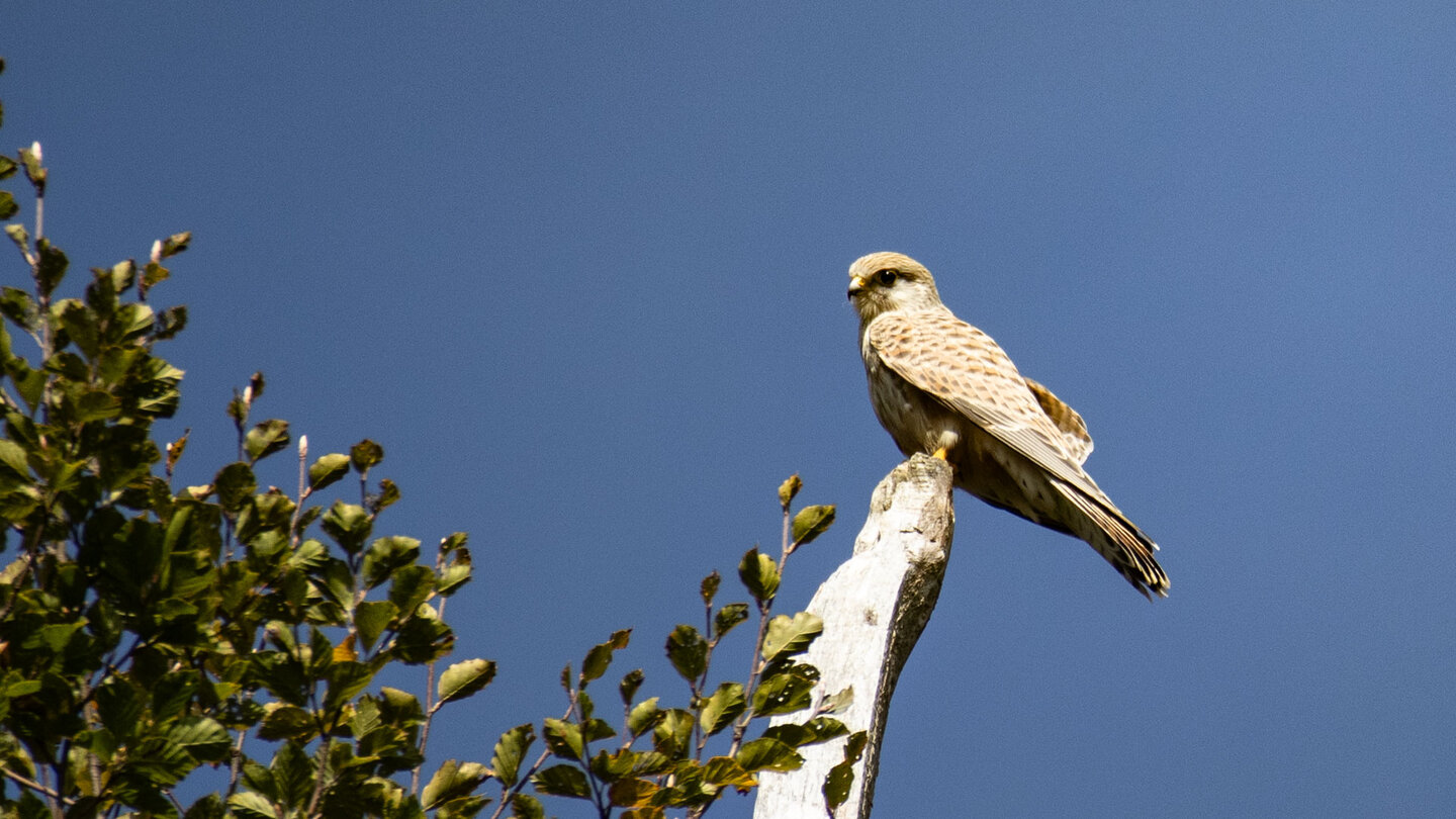 ein Falke am Wanderweg am Schauinsland