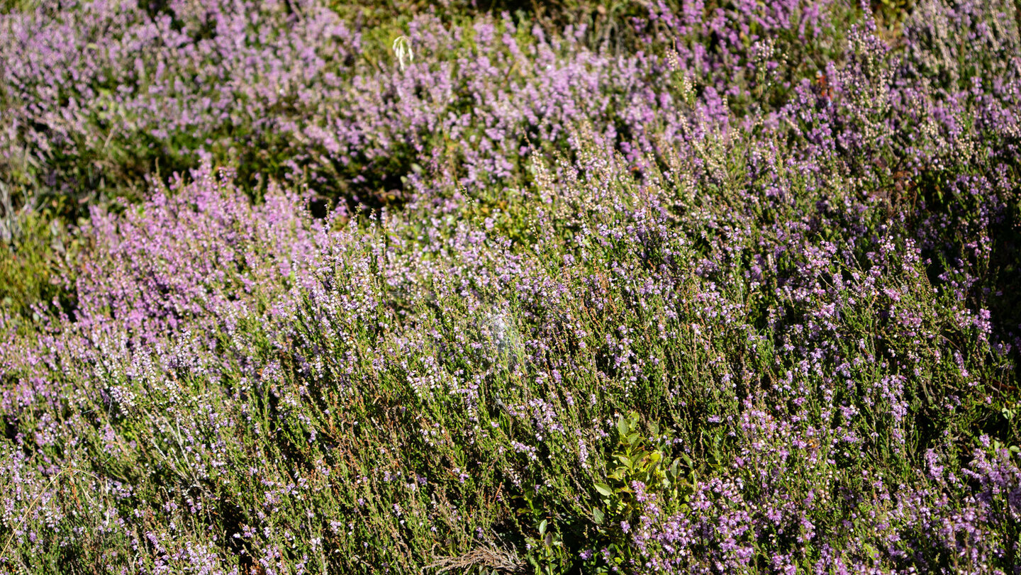 Heidekraut am Rand des Wanderwegs