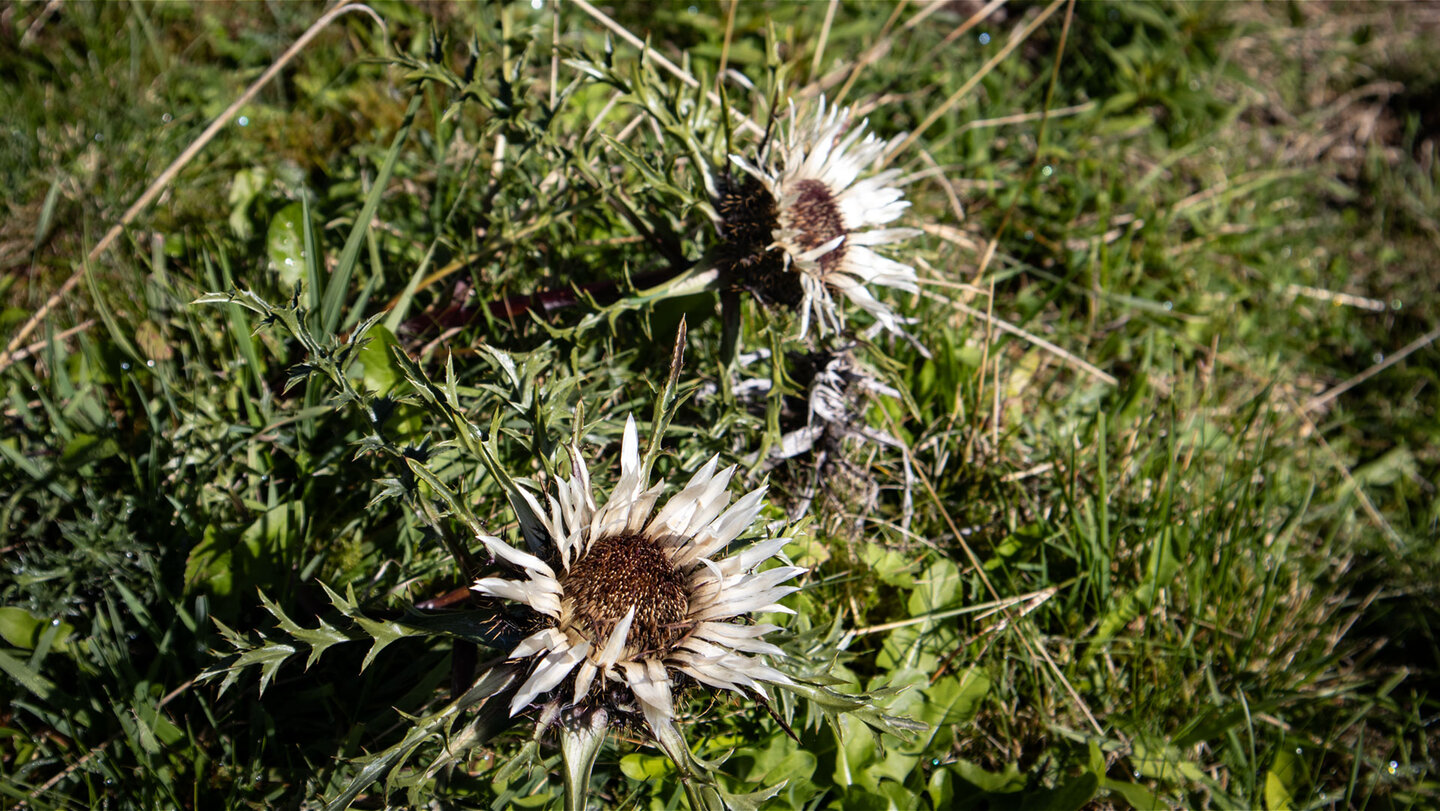 Silberdisteln als Beispiele für Höhenvegetation