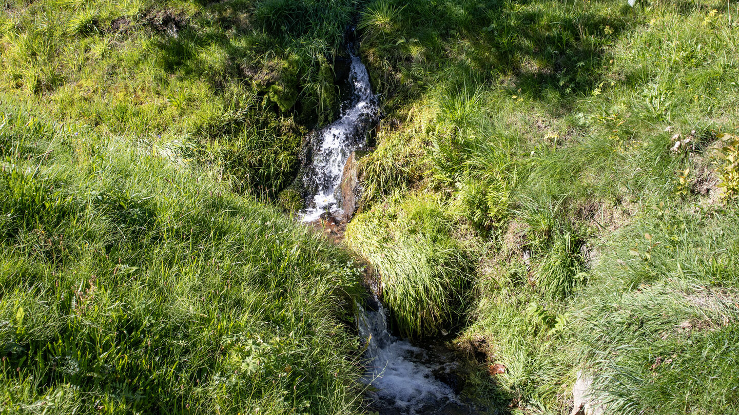 Wiesenbächlein bei Hofsgrund am Schauinsland