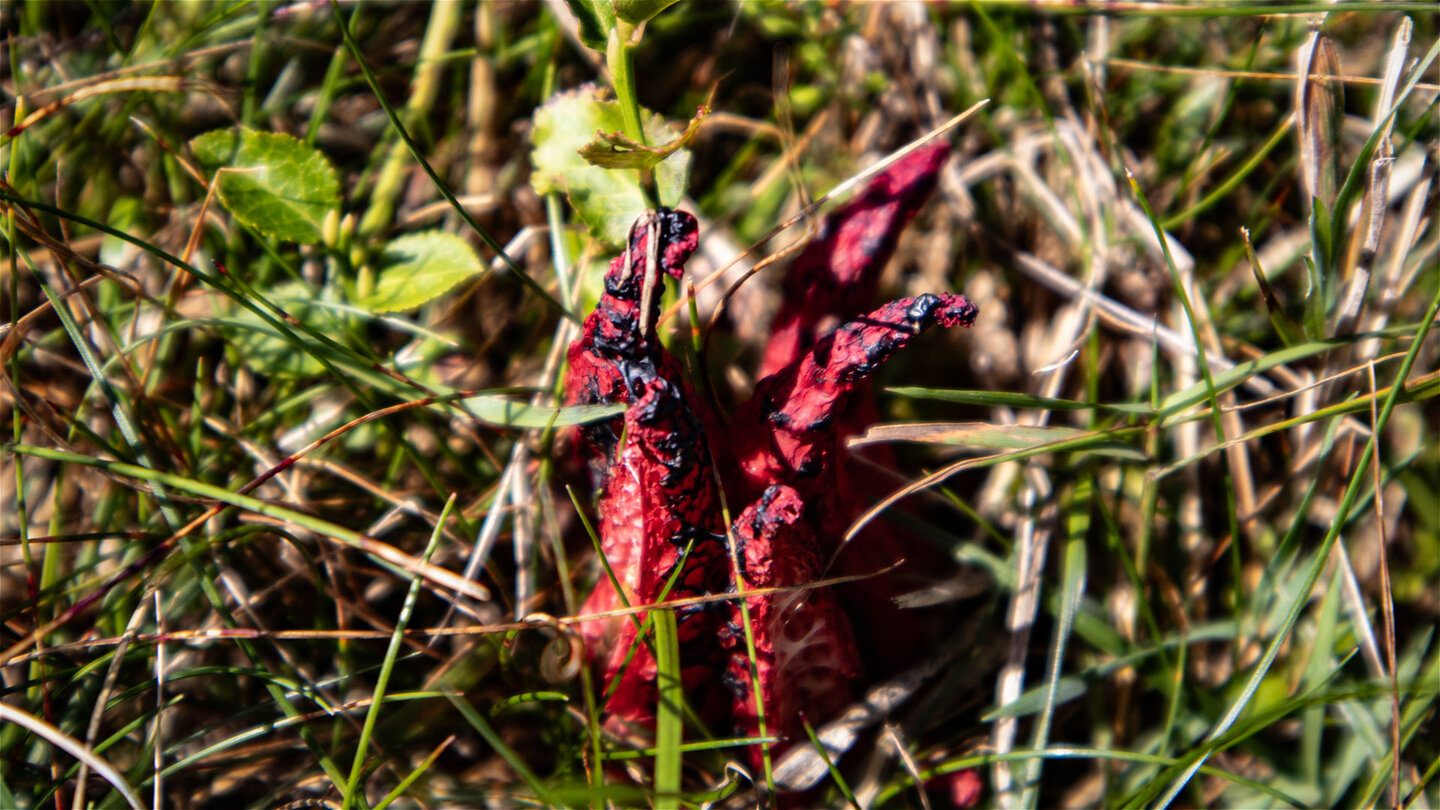 roter Tintenfischpilz