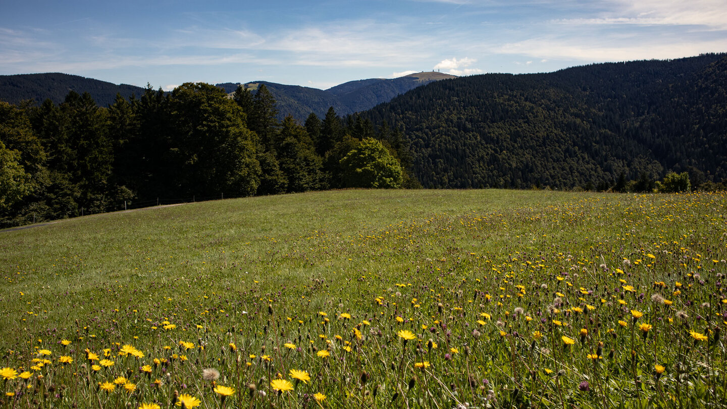 Blick zum Feldberg über blühende Wiesen