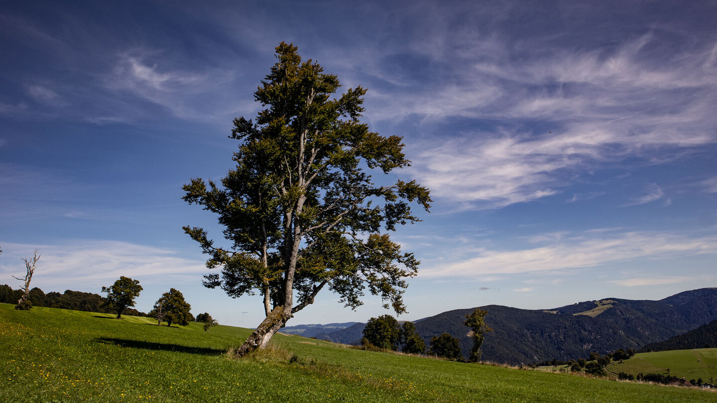 Windbuche auf dem Schauinsland