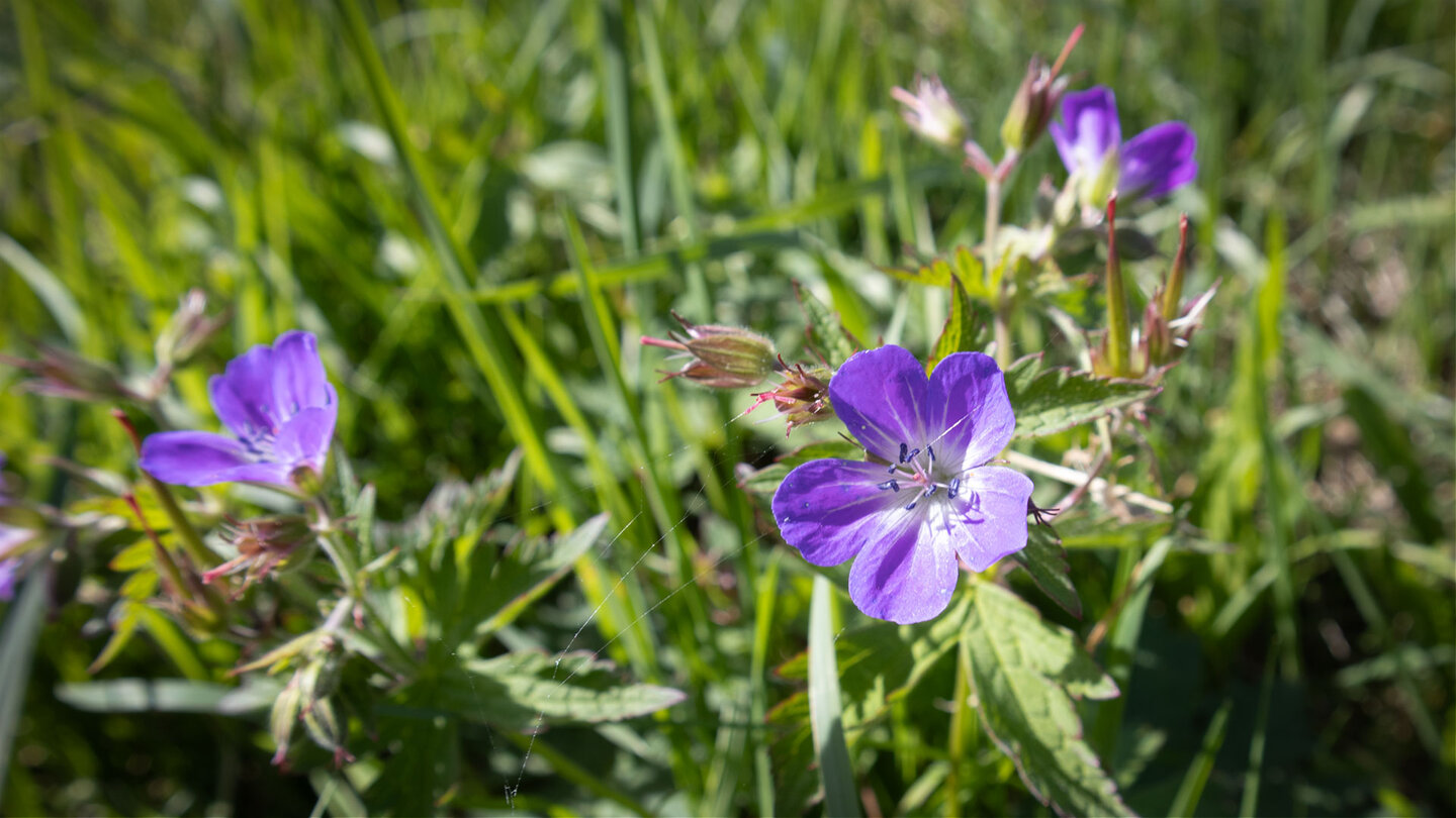 Wiesenstorchenschnabel auf Schwarzwaldwiese