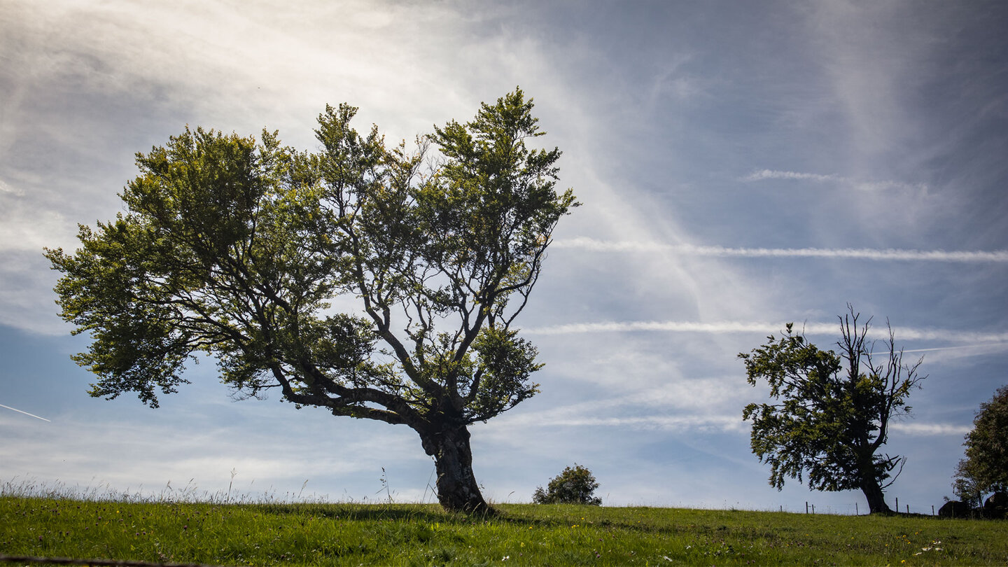 Windbuchen entlang des Schauinsland Panoramawegs