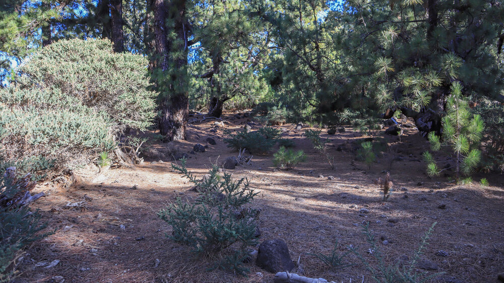prachtvoller Kiefernwald am Wanderweg PR-LP 8 auf La Palma