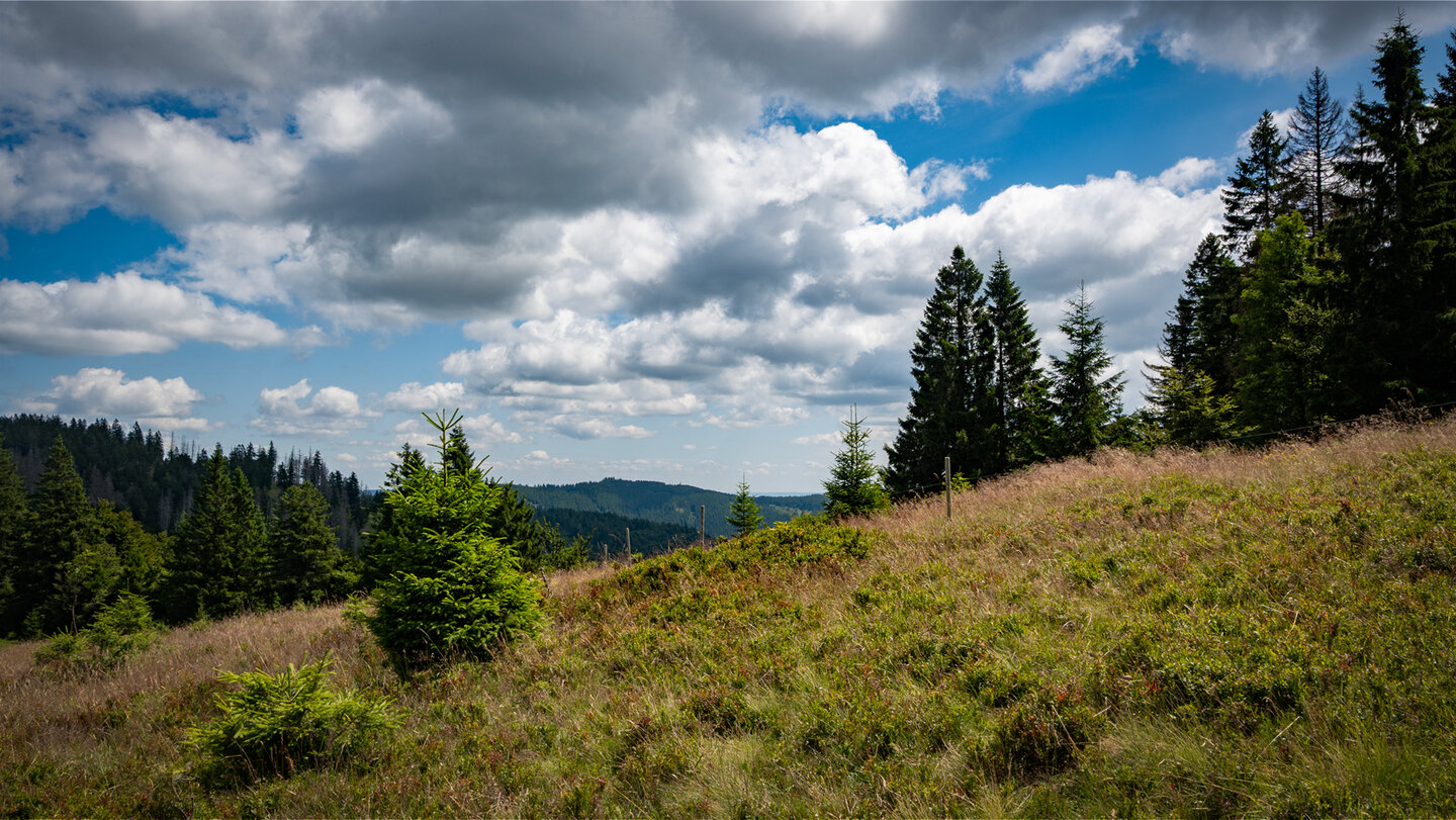 Grindlandschaft des Hochschwarzwald umgibt das Herzogenhorn