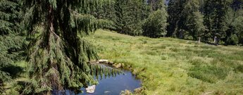 Wanderung entlang des Ellbacher Wildgehege