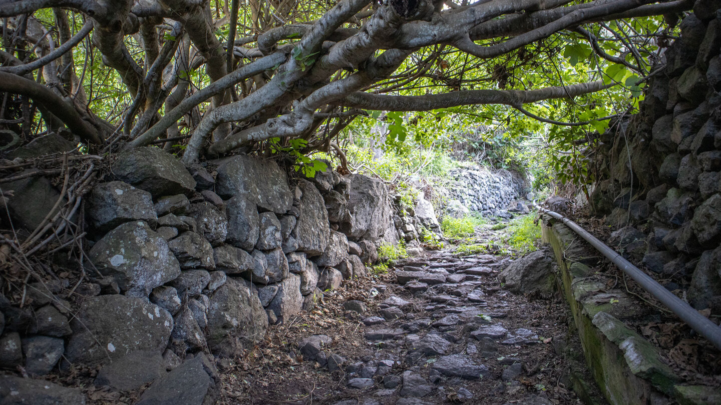 Hohlweg zwischen Schichtmauern unterhalb eines Feigenbaums bei der Abwanderung nach Los Silos