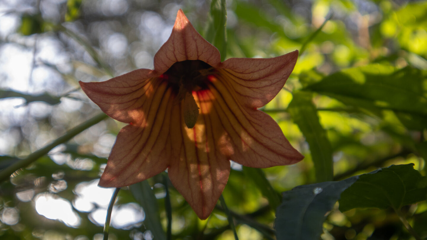 orange-rot blühende Kanarenglockenblume