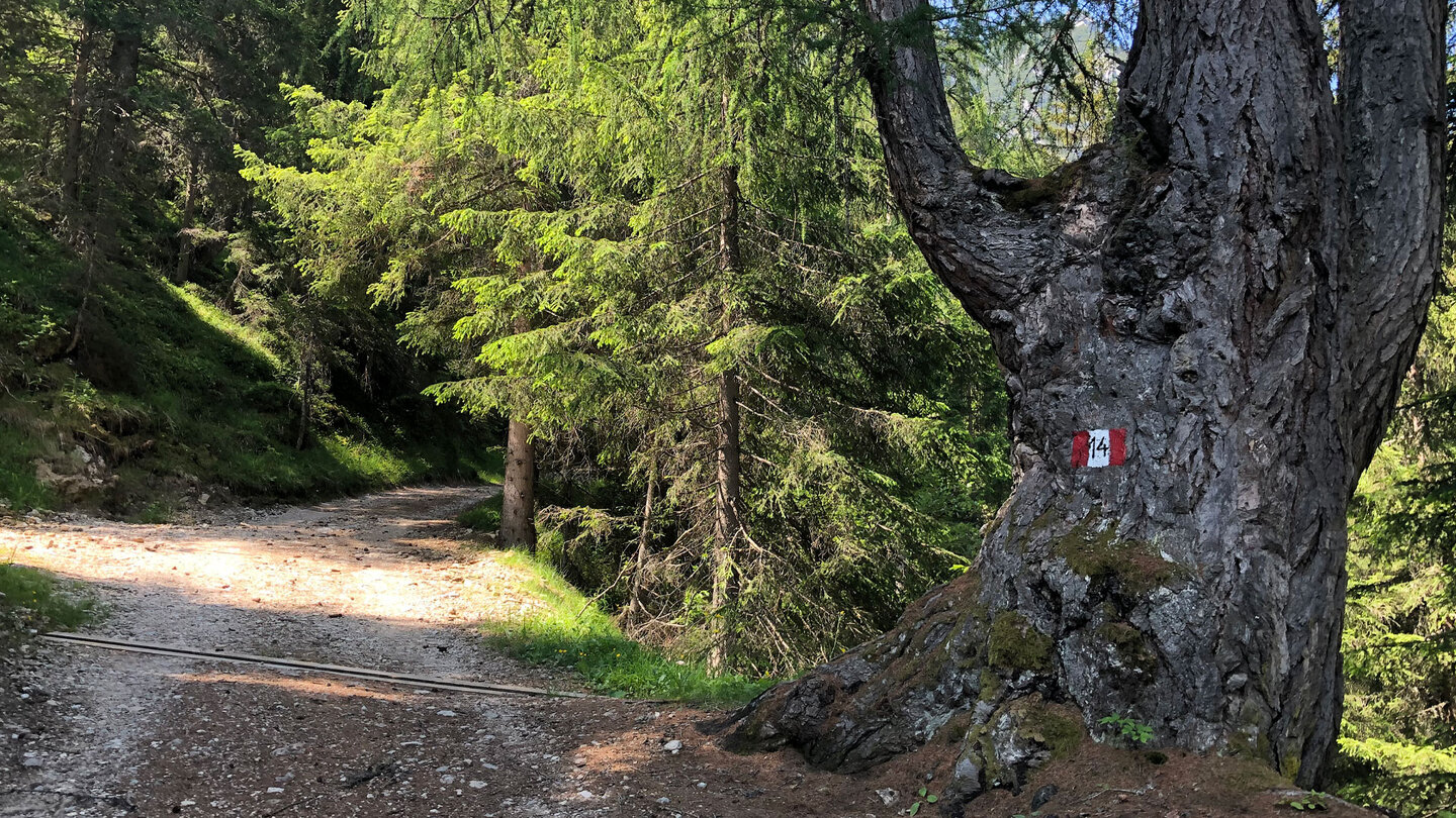 alte Lärche am Wegesrand