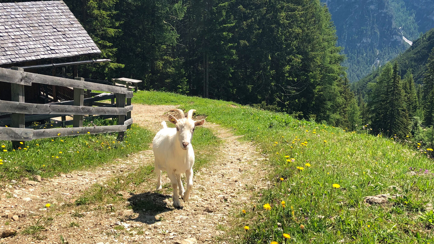 Begrüßung an der Sarlhütte