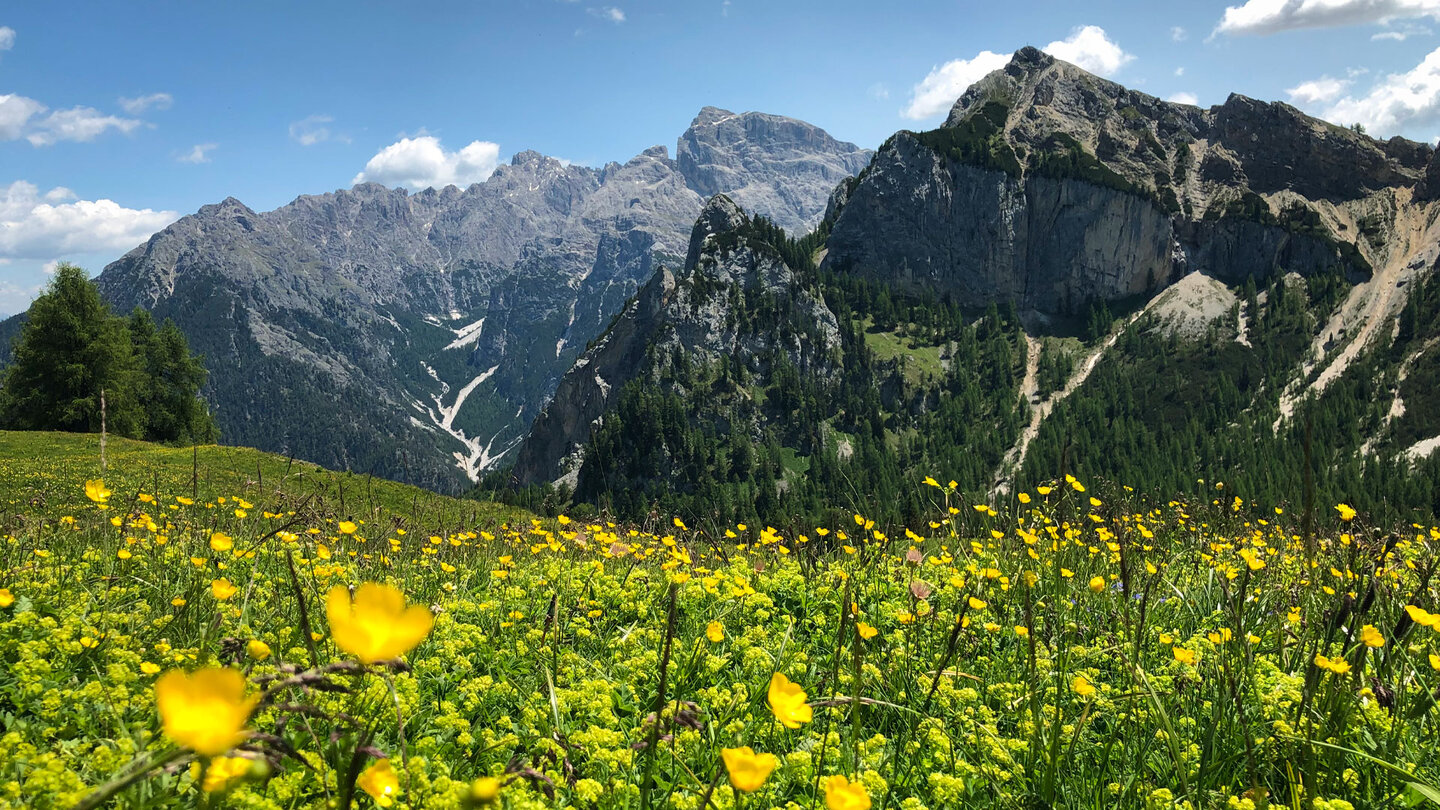 Bergpanorama über eine Blumenwiese