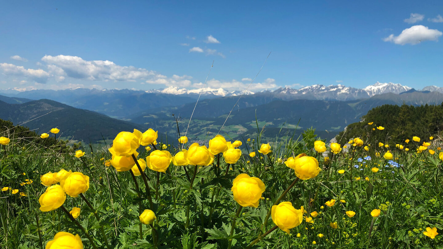 Trollblumen mit der Riesenfernergruppe
