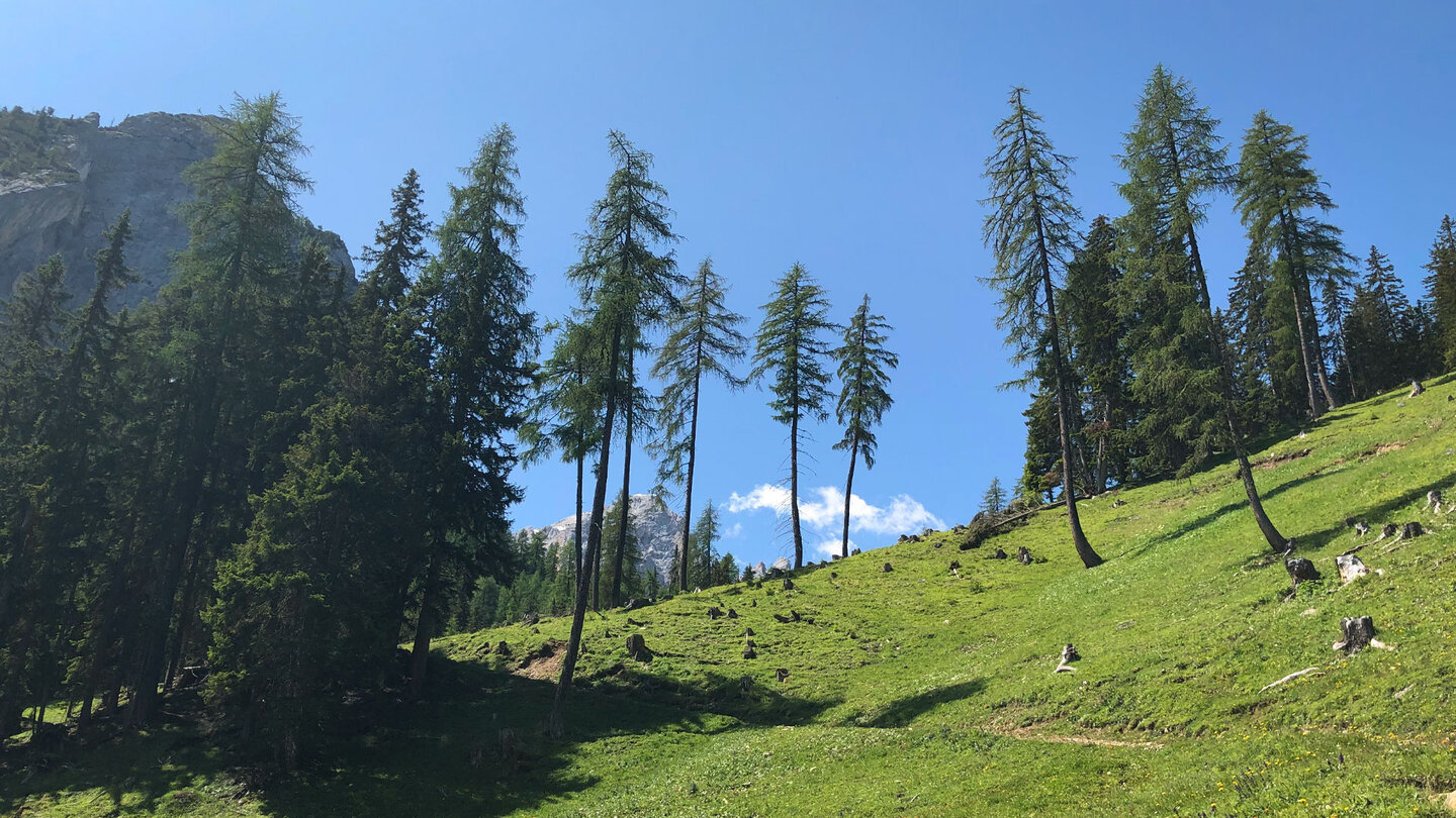 Wanderweg über Almwiesen
