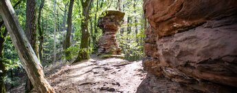 Schmaler Wurzelpfad zwischen einer rötlichen Buntsandsteinwand rechts und einem pilzförmigen Felsturm im lichten Laubwald am Rimbach-Steig