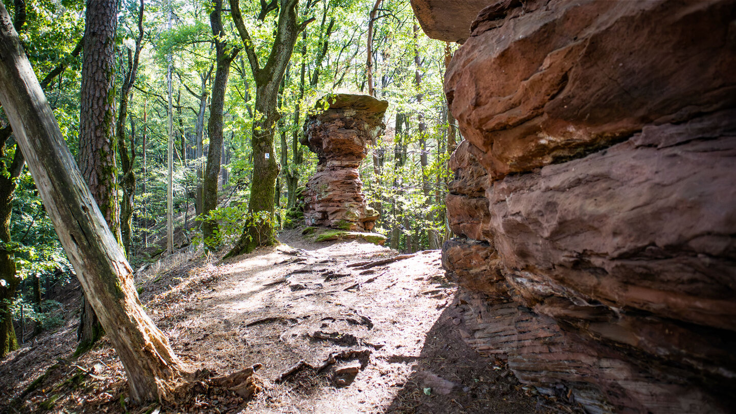 Schmaler Wurzelpfad zwischen einer rötlichen Buntsandsteinwand rechts und einem pilzförmigen Felsturm im lichten Laubwald am Rimbach-Steig