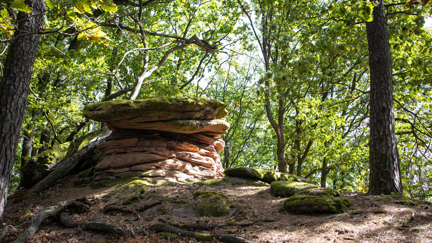 Flache, geschichtete Buntsandsteinformation mit moosbedeckter Deckplatte im lichten Eichen- und Kiefernwald am Immersberg