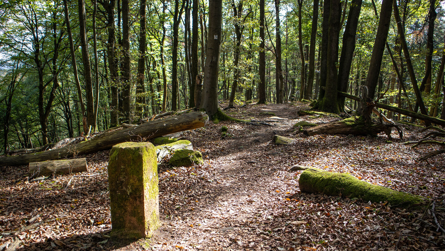Moosbewachsener Grenzstein am Rand eines laubbedeckten Kammwegs auf dem Immersberg, umgeben von hohen Buchen und liegenden Baumstämmen