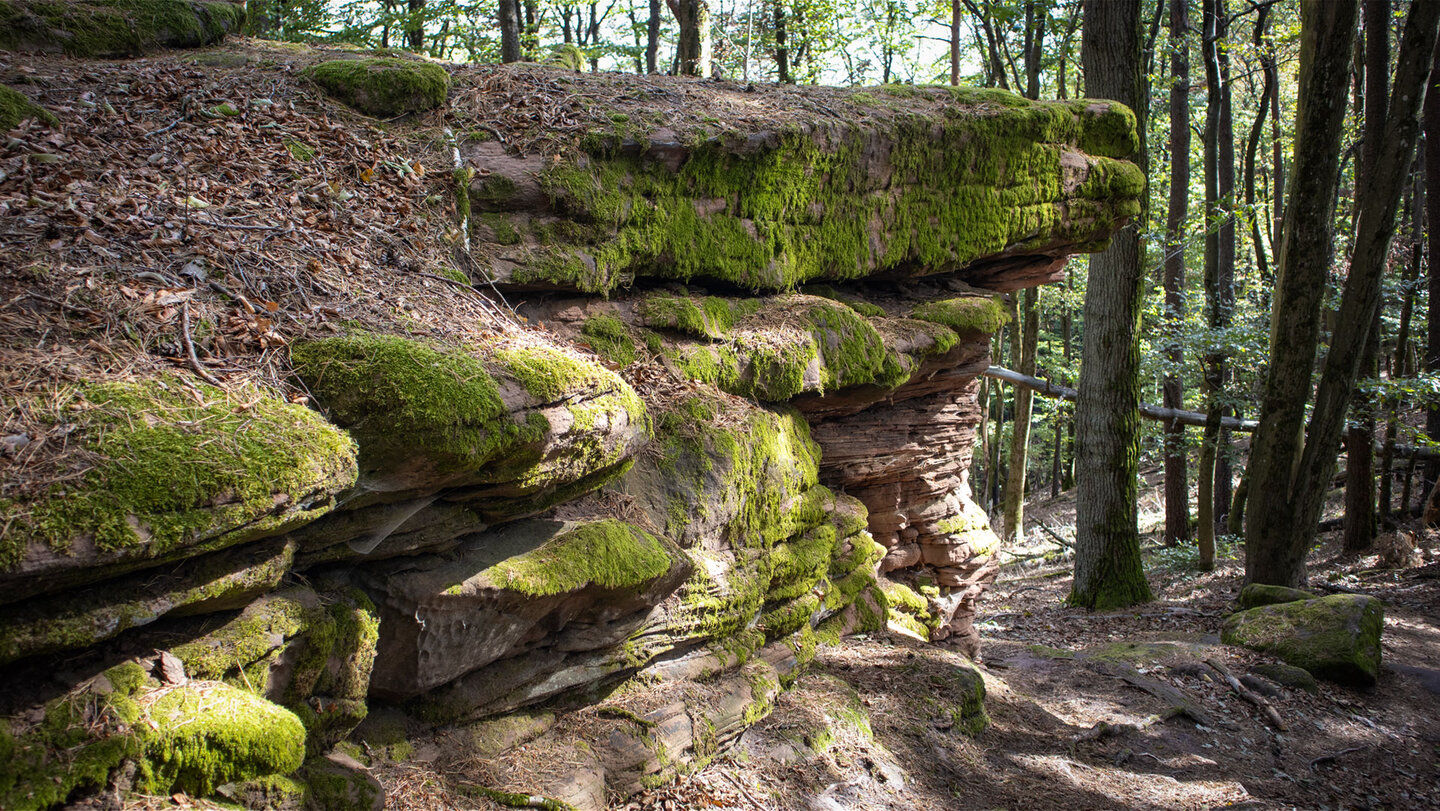 Überhängende, dicht bemooste Buntsandsteinplatten am Rimbach-Steig mit geschichtetem Felsfuß und Waldpfad rechts im Bild
