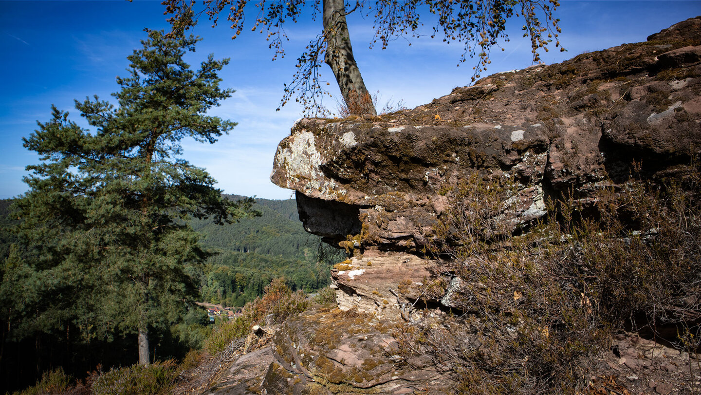 Verwitterter, flechtenbewachsener Sandsteinfels am Häuselstein mit Birke auf der Kuppe und Panorama über den Pfälzerwald