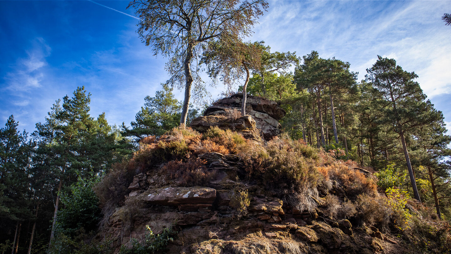 Blick von unten auf die Felskuppe des Häuselsteins mit geschichtetem Buntsandstein, Heidekraut und Birken vor blauem Himmel