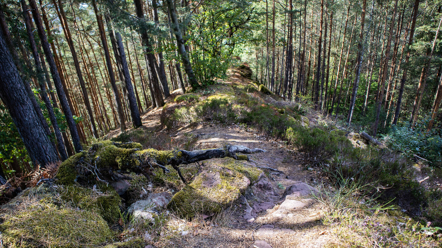 Schmaler Pfad über einen bemoosten Felsrücken im Kiefernwald bei Darstein, im Vordergrund knorrige Wurzeln auf Sandsteinplatten