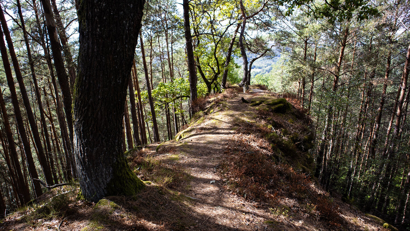 Felsrücken bei Darstein mit Licht- und Schattenspiel auf dem Pfad, umgeben von hohen Kiefern und knorrigen Eichen