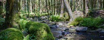 der Seensteig-Wanderweg verläuft durch dichten Wald entlang des Bachlaufs