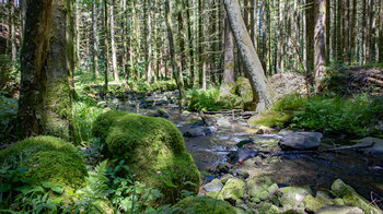 der Seensteig-Wanderweg verläuft durch dichten Wald entlang des Bachlaufs