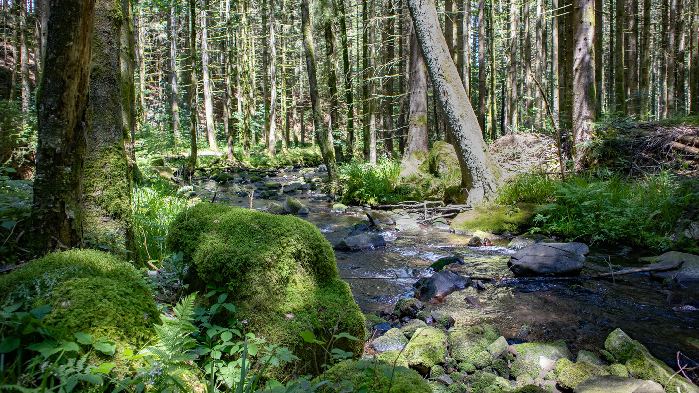 der Seensteig-Wanderweg verläuft durch dichten Wald entlang des Bachlaufs