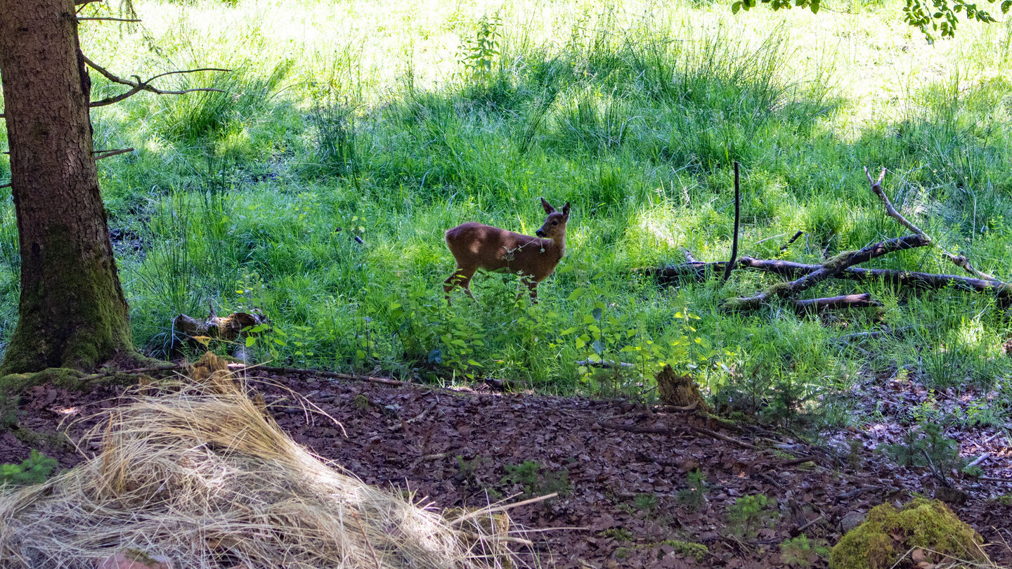 scheues Reh im Wildgehege Ellbach