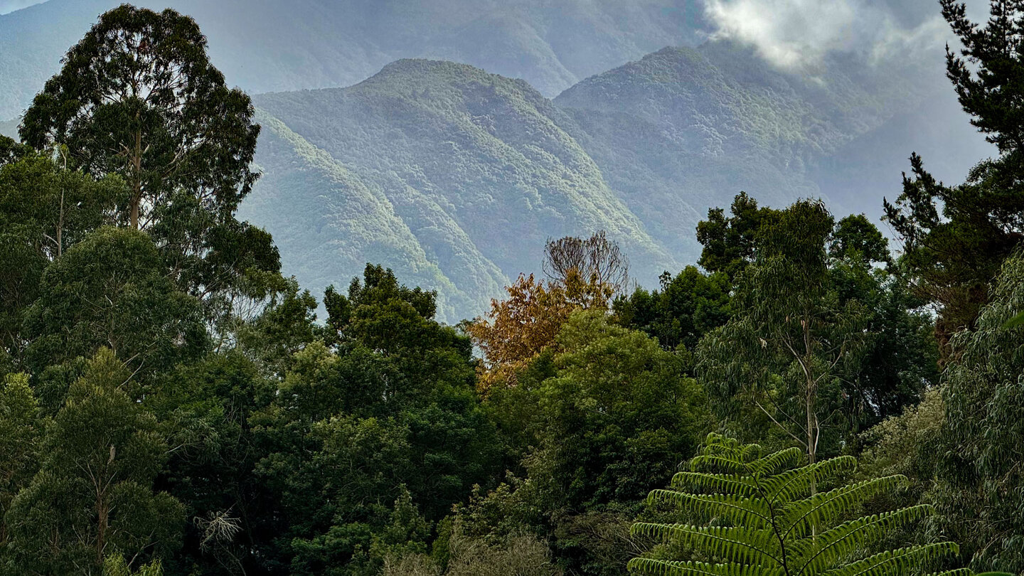 Blick über die Wälder im Tal des Ribeiro Bonito an der Levada do Rei