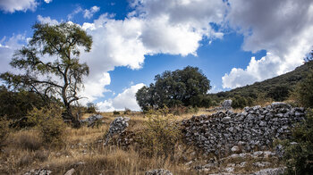 Steinmauern zeugen von aufgegebenen Kulturlandschaften