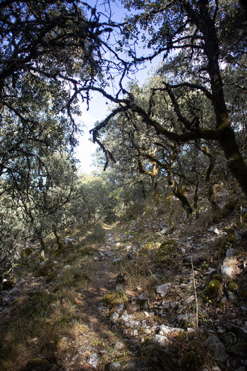 Pfad durch Eichenwald