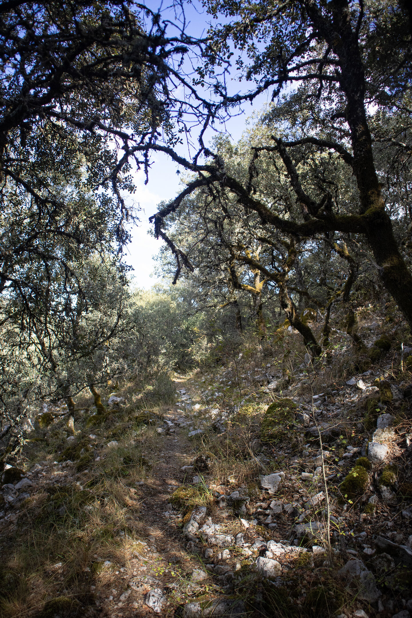 Pfad durch Eichenwald