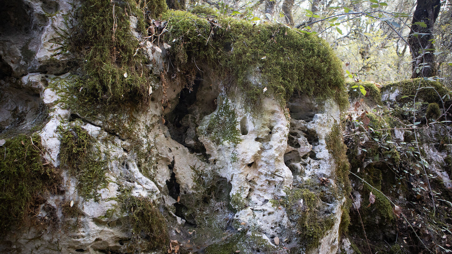 bemooste Kalkfelsen am Wanderweg