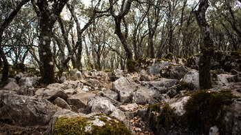 Wanderpfad im Steineichenhain