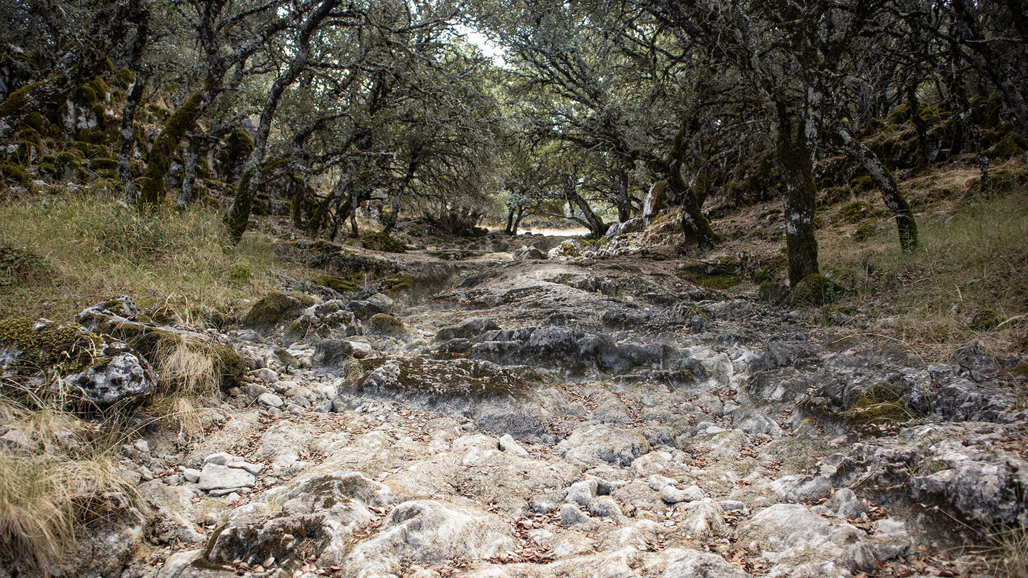 Bachlauf des Río Fuenseca