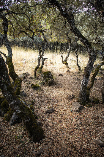 Wanderpfad in der Sierra de Cabra