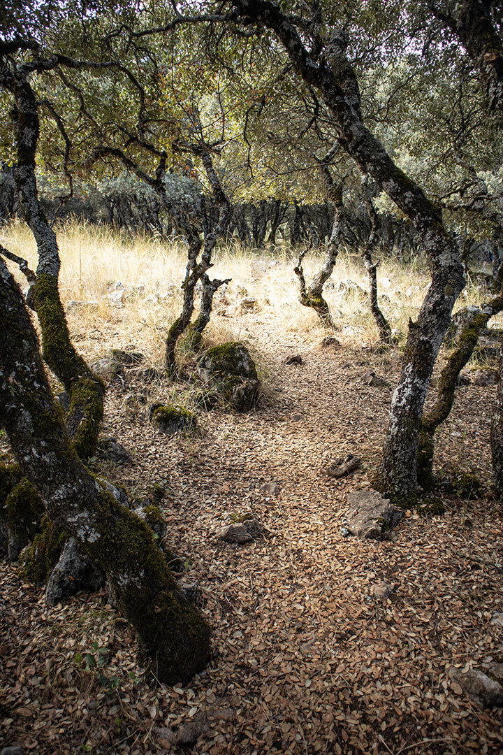 Wanderpfad in der Sierra de Cabra