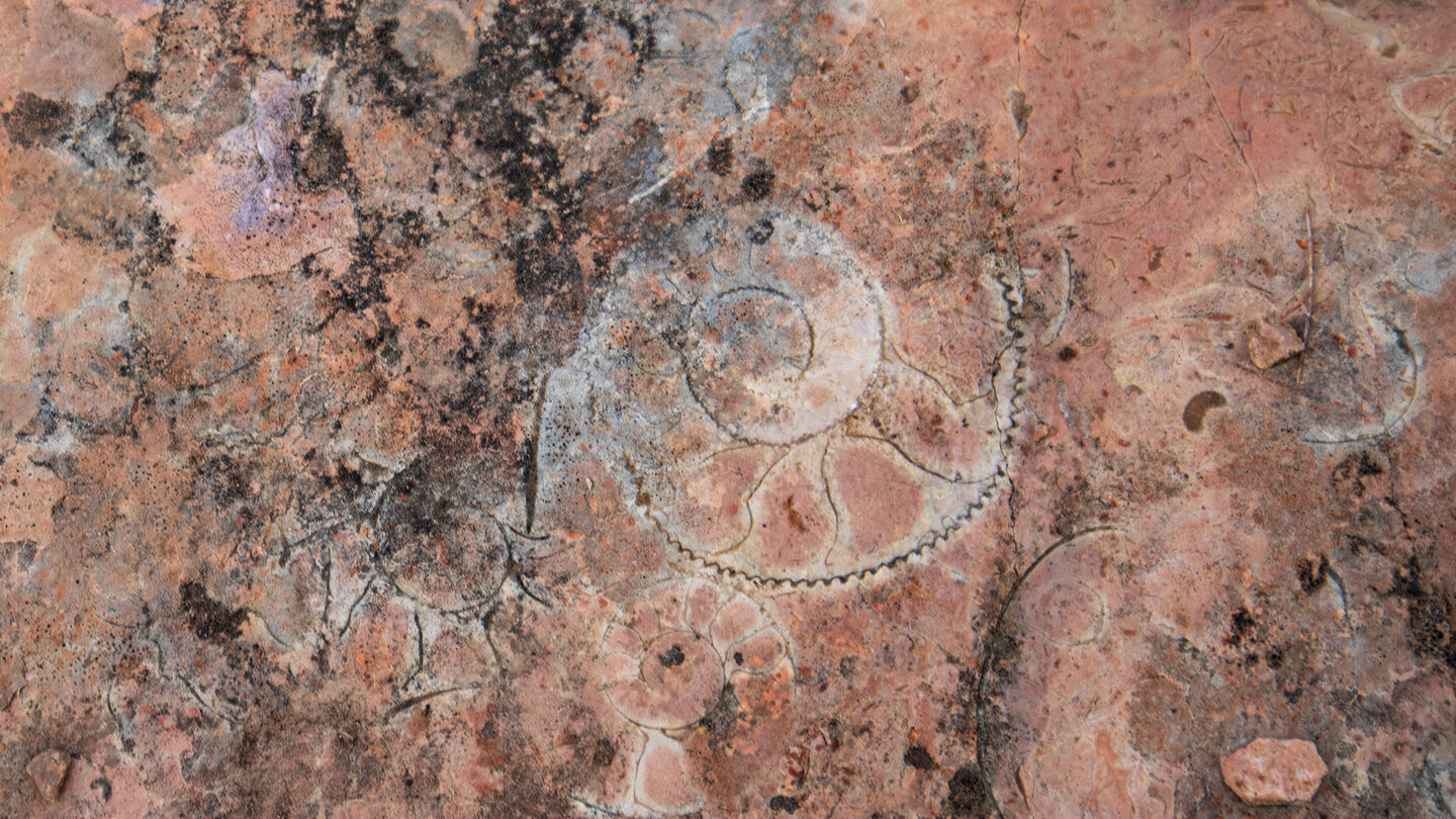 fossile Ammoniten im Geopark Sierras Subbéticas