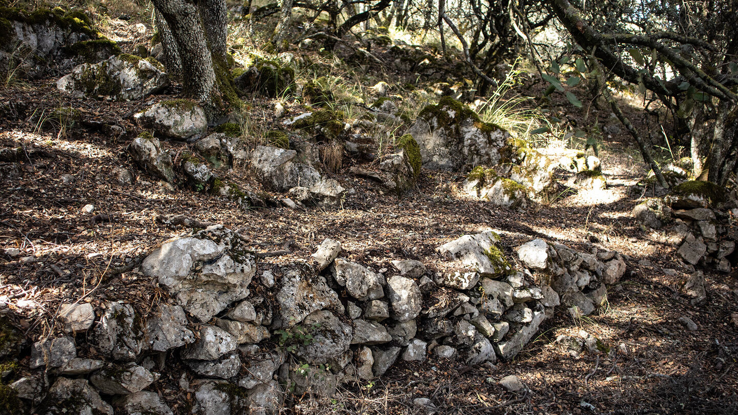 Mauern in den Steineichenwälder