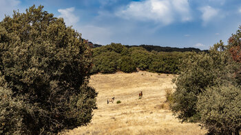 weidende Pferde entlang der Wanderoute