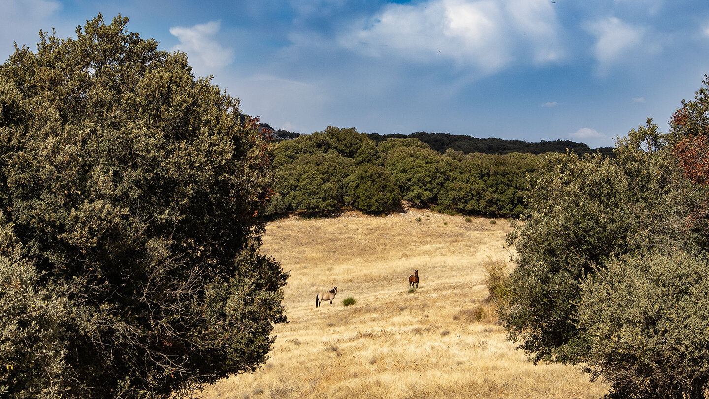 weidende Pferde entlang der Wanderoute