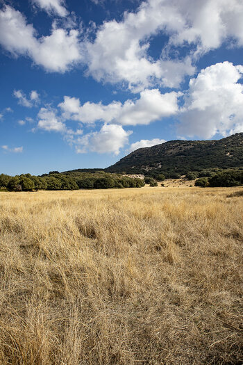 Wiesenlandschaft auf der Hochebene