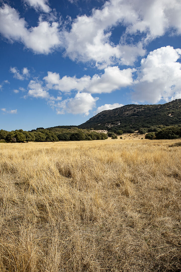 Wiesenlandschaft auf der Hochebene
